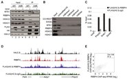 Genome ResУоԺNIHĺĽʾ鵰H3.3άֱŴȶҪ