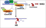 춬һо鷢ֵDNA޸;ѡµ׸