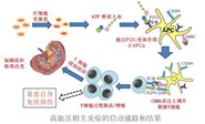ХScience ImmunologyĽʾѪѹϵͳĸıԼ֢Ĵٷ
