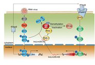 ѩԺʿŶCell ResearchĽʾǱRNAڸز