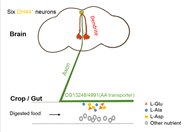 ʵCell Research߷ıӬϵͳʳаᲢݴ˵ؽʳĻ