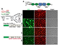 ʵNucleic Acids ResearchĸϸmRNAڲͬʱڵķع
