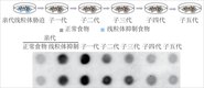 ӱNature Cell BiologyıDNA 6mAвӦԵĿŴ